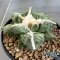Ariocarpus lloydii x cauliflower