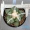 Ariocarpus lloydii x cauliflower