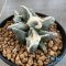 Ariocarpus maruibo pectinatus (cluster form)