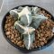 Ariocarpus maruibo pectinatus (cluster form)