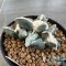 Ariocarpus maruibo pectinatus (cluster form)