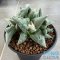 Ariocarpus cauliflower (cluster form)
