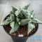 Ariocarpus cauliflower (cluster form)