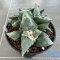 Ariocarpus cauliflower (cluster form)