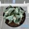 Ariocarpus cauliflower (cluster form)