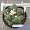 Ariocarpus retusus x godzila