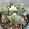 Ariocarpus retusus x godzila