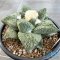 Ariocarpus retusus x godzila