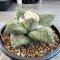 Ariocarpus retusus x godzila