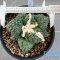 Ariocarpus cauliflower x godzilla