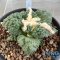 Ariocarpus cauliflower x godzilla
