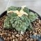 Ariocarpus cauliflower x godzilla