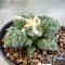 Ariocarpus cauliflower x godzilla