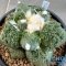 Ariocarpus cauliflower x godzilla