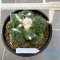 Ariocarpus cauliflower x godzilla