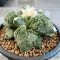 Ariocarpus cauliflower x godzilla