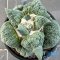 Ariocarpus cauliflower