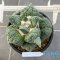 Ariocarpus cauliflower
