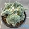 Ariocarpus cauliflower