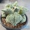 Ariocarpus cauliflower