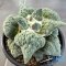 Ariocarpus cauliflower