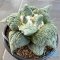 Ariocarpus cauliflower