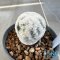 Mammillaria herrerae diamond