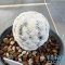 Mammillaria herrerae diamond