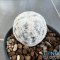 Mammillaria herrerae diamond