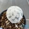 Mammillaria herrerae diamond
