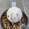 Mammillaria herrerae diamond
