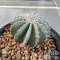 Geohintonia mexicana