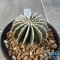 Geohintonia mexicana