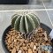 Geohintonia mexicana