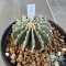 Geohintonia mexicana