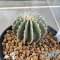 Geohintonia mexicana