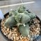 Ariocarpus maruibo x cauliflower