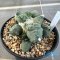 Ariocarpus maruibo x cauliflower