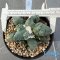 Ariocarpus maruibo x cauliflower