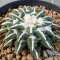 Ariocarpus kotschoubeyanus elephantidens ooibo