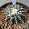 Ariocarpus kotschoubeyanus elephantidens ooibo
