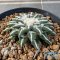 Ariocarpus kotschoubeyanus elephantidens ooibo