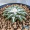 Ariocarpus kotschoubeyanus elephantidens ooibo