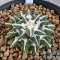 Ariocarpus kotschoubeyanus elephantidens ooibo