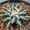 Ariocarpus kotschoubeyanus elephantidens ooibo