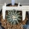 Ariocarpus kotschoubeyanus elephantidens ooibo