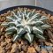 Ariocarpus kotschoubeyanus elephantidens ooibo
