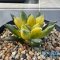 Ariocarpus kotschoubeyanus elephantidens hybrid variegated