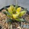 Ariocarpus kotschoubeyanus elephantidens hybrid variegated