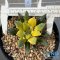 Ariocarpus kotschoubeyanus elephantidens hybrid variegated